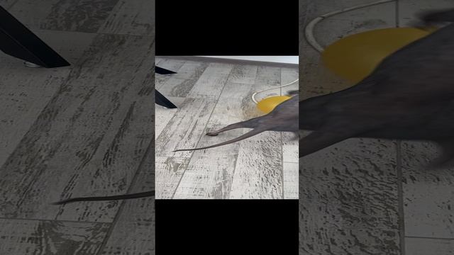 Лиона 08-06-2023