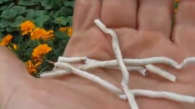 Не забудьте снять перетяжки на плодовых деревьях