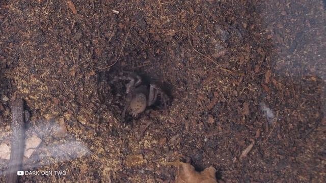 В Этой Пещере Обнаружили Самое Большое Змеиное Логово в Мире