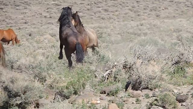 Wild Horses Fighting