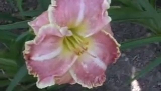 Лилейник daylily WHITE BASE