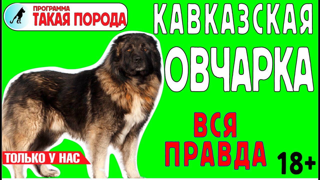 Такая Порода - Кавказская овчарка