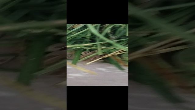 хорошая и плохая история