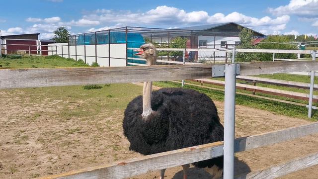 Ферма страусов