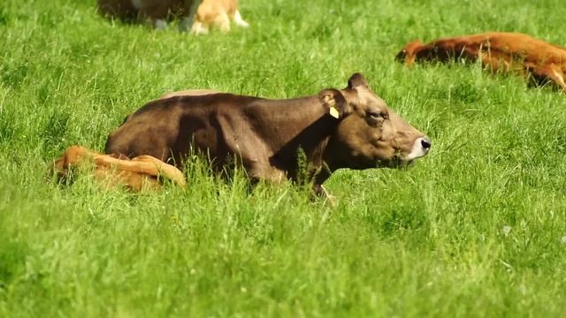 Sony Alpha 6000 + Pentacon 4/300 Video Sample