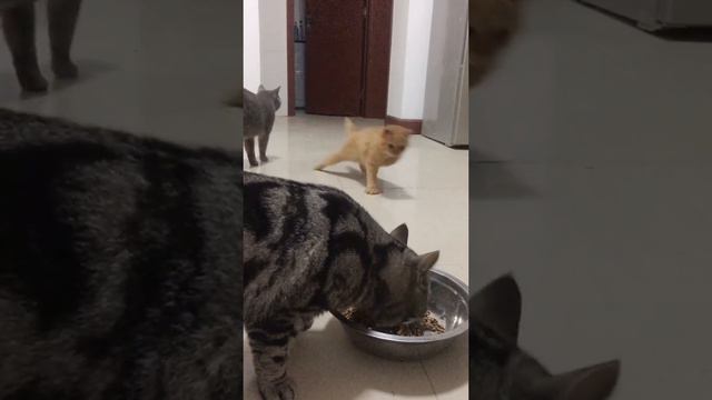 Кот стырел еду другого кота.