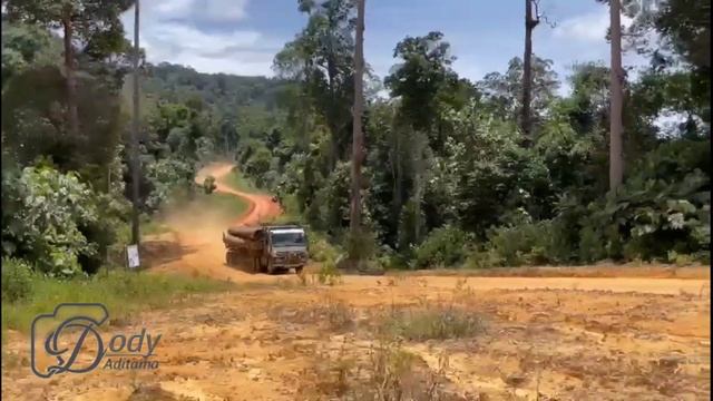 BUTUH NYALI TINGGI !!! Menjadi supir truk logging kalimantan