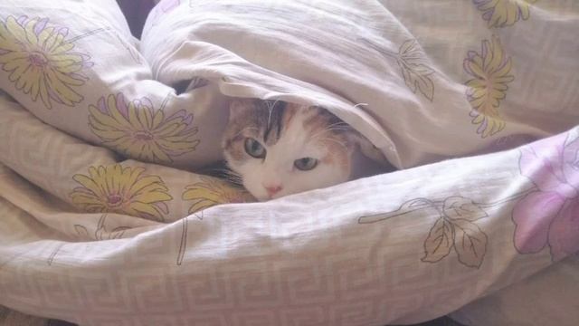 Чапа злится на вас за то что вы не подписаны!!!