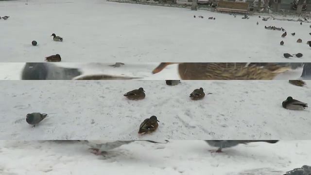 Утки в Новокузнецке выбрались на сушу и воюют с голубями за угощение  12 ноября 2019 г