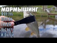 Мормышинг. Форель, плотва, ельцы, пескарь и окуни