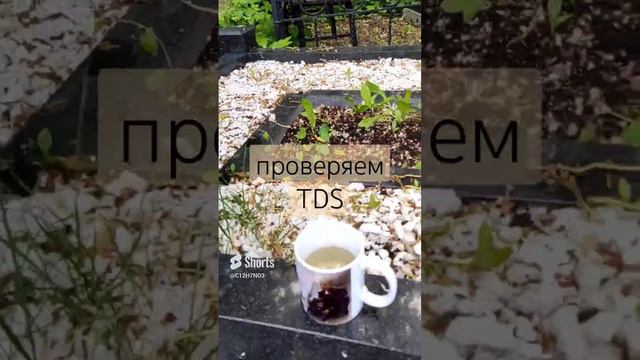 гнилой ручей _ TDS _ Серафимовское кладбище