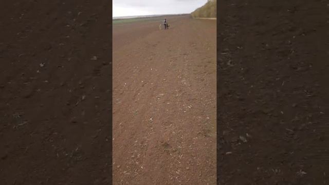 Охота с борзыми