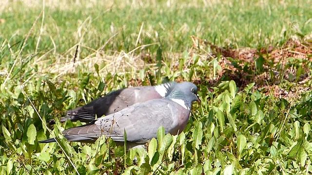 Что любит вяхирь.