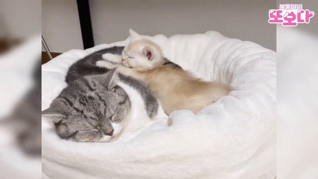 Кошка-малышка, которая выросла с ангельским кончиком клубочка