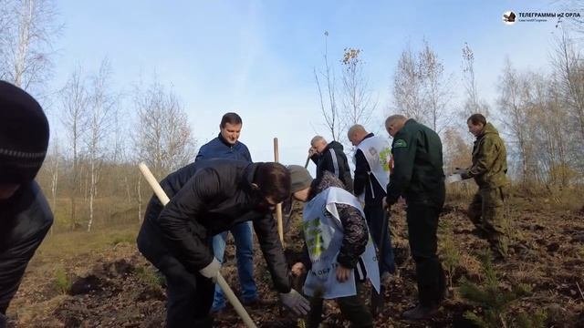 В одном из районов Орловщины сегодня высадили 135 тысяч саженцев сосны