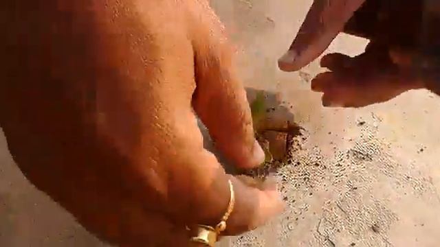 04 Double Petunia Pitunia How To Plant पिटूनिया कैसे लगायें।