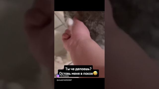 Овца или пес?