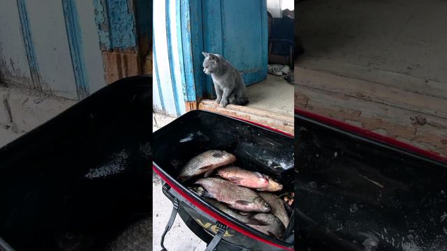 Ночной улов