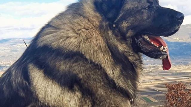 Sarplaninac Dog Breed - Facts And Information - Illyrian Shepherd Dog