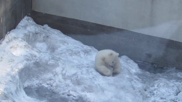 Медвежонок валяется на снегу 19.04.19