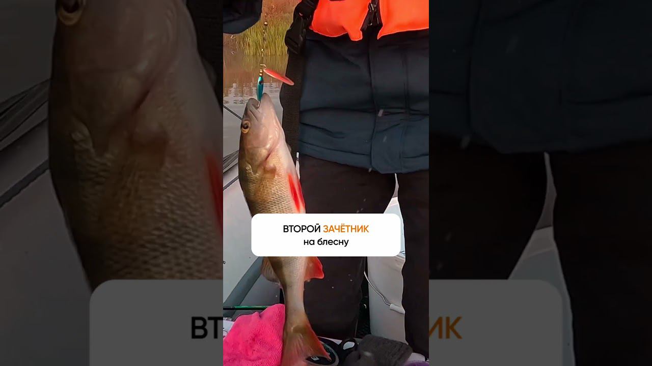 Не прогадал, она СРАБОТАЛА 2 ЗАЧЕТНЫХ ОКУНЯ на вращалку #shorts #viral #fish #вращалка #окунь