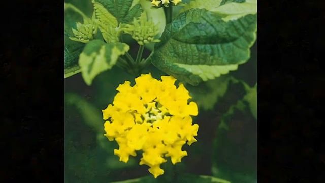 Lantana