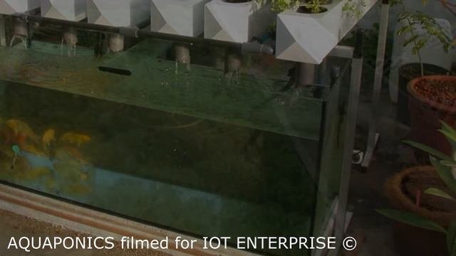 Answers To Questions Related To Aquaponics