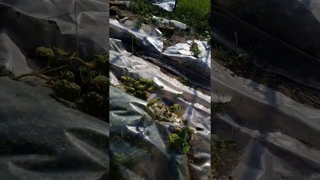 Портулак под пленкой