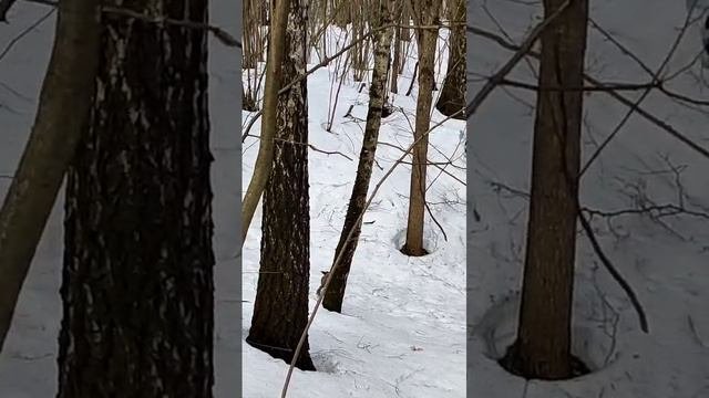 Белка в парке Тёплый стан