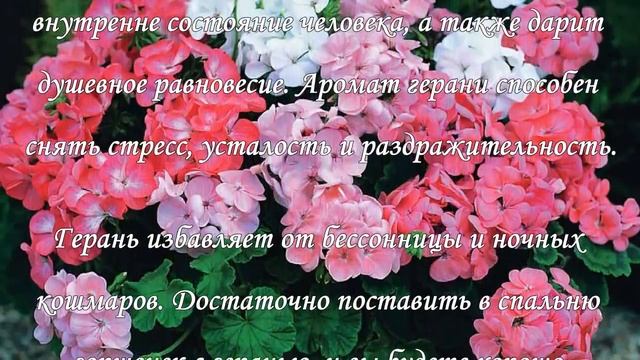 Герань в доме, приметы и магические свойства растения