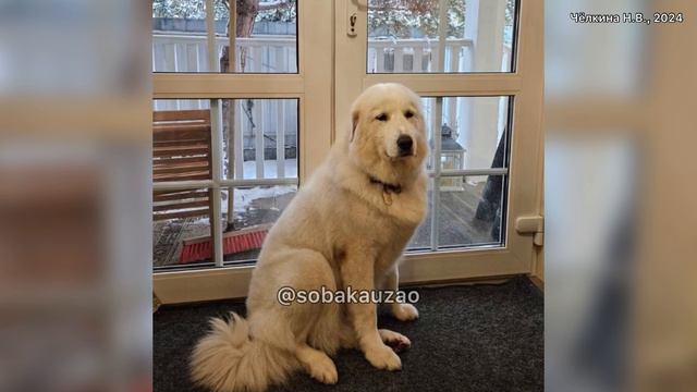 Привет из дома от 38 собак бывших подопечных приюта «Щербинка» проект Собака Юзао