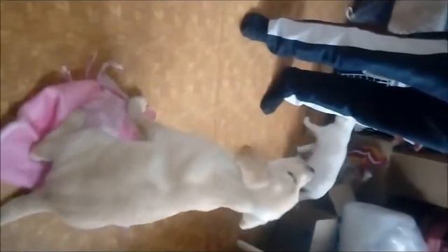 Щенок лабрадора, Гарри !!!