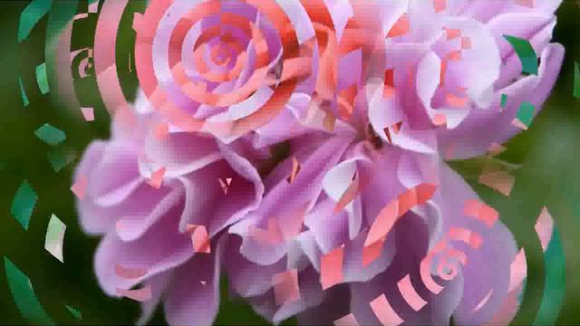 Pink Pelargonium -  pictures