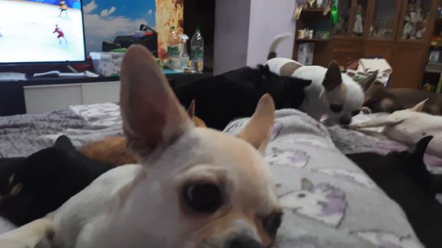 валяюсь со своими собачками Чихуахуа Кастропуло Крым Симферополь chihuahua love ❤️