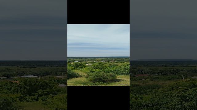 Цветущий чабрец