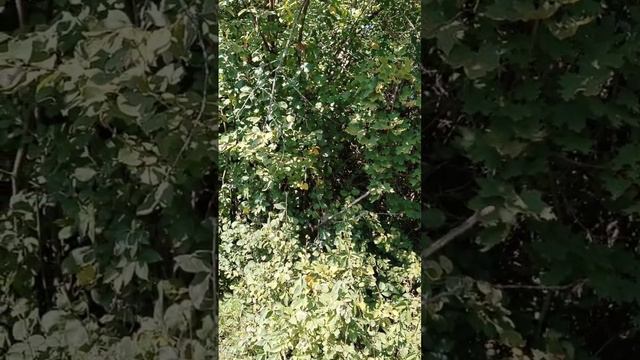 Участок 6 соток. Воронеж. Ближние сады