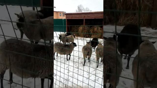 Козы, овцы на прогулке