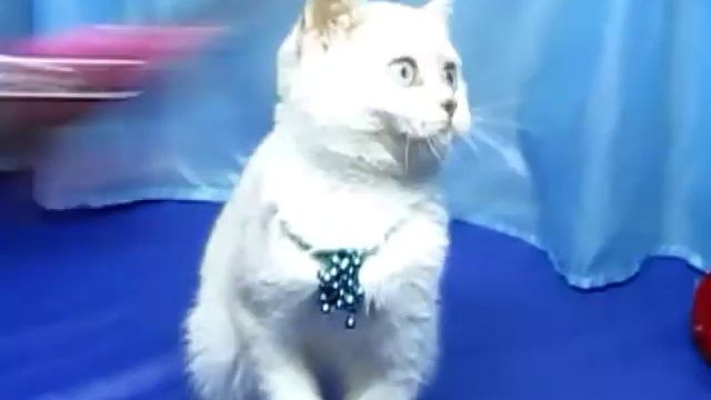Scottish straight silver shinshilla point blue eyes Серебристая шиншилла поинт с голубыми глазами