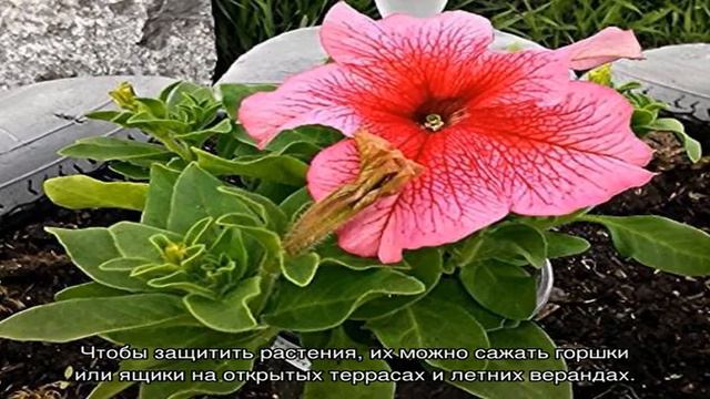 Дэдди  одна из самых крупных петуний