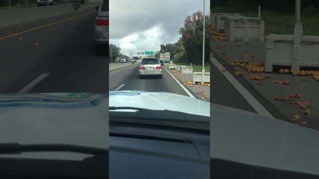 A Grapefruit Fiasco on the Freeway   ViralHog