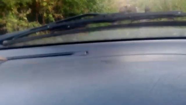 НЕОЖИДАННАЯ ВСТРЕЧА С КАБАНАМИ