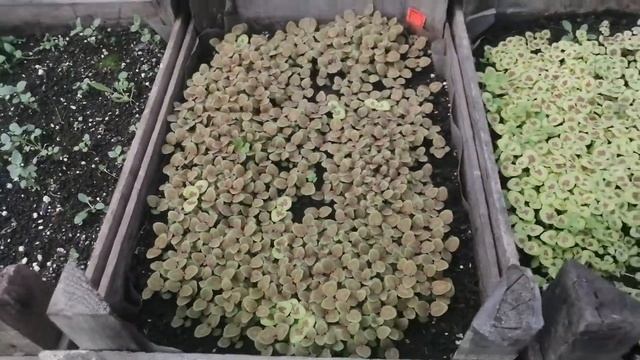 Всходы КОЛЕУСА из профессиональных семян
