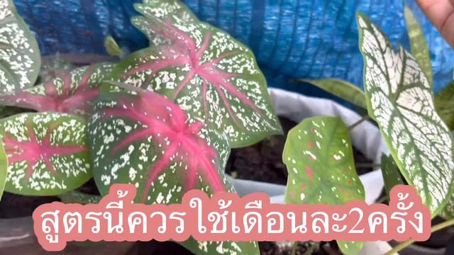 เจอแล้ว!!!สูตรง่ายเพียงปลายช้อนเร่งการเจริญเติบโตแข็งแรงทันที