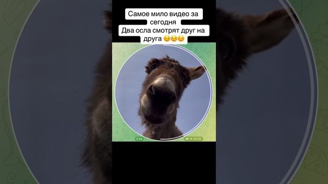 Видео приколы осел