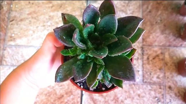 20 NOVAS LINDAS SUCULENTAS NA COLEÇÃO COM IDENTIFICAÇÃO