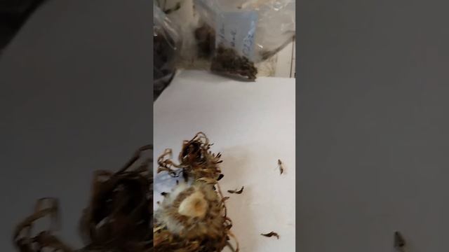 Заготовка семян астры.