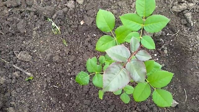 Посадка КОРНЕСОБСТВЕНЫХ Роз в грунт двумя способами.