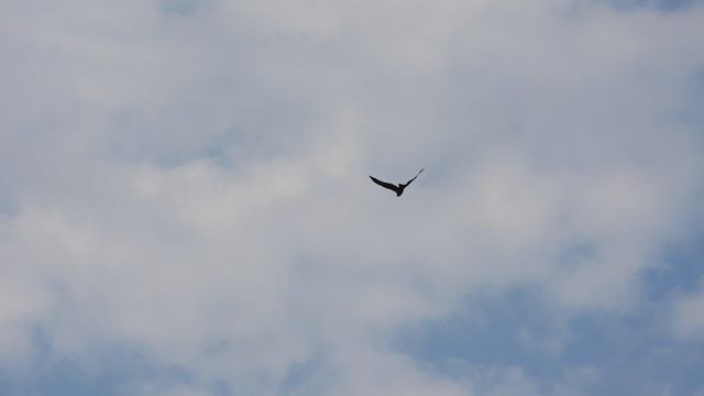 Чёрный Коршун, наблюдение птиц в Новгородской области, Вяжищи, 26 мая 2024
