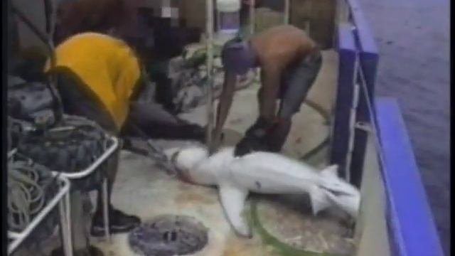 Just say no to shark fin soup!