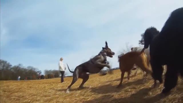 Собачий парк (Штат Техас) Dog Park - Очень Красиво